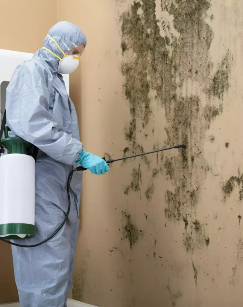 Mould Removal Service Sacramento